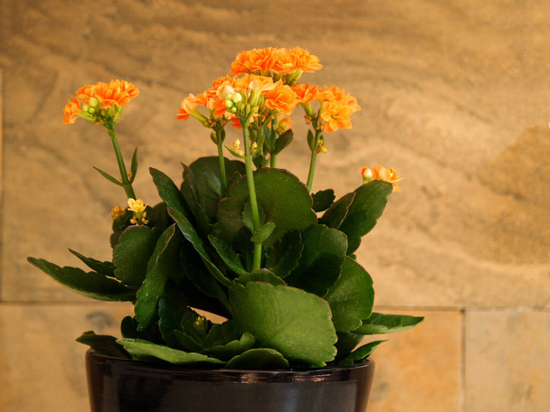 arancio kalanchoe blossfeldiana su sfondo astratto - Foto, immagini