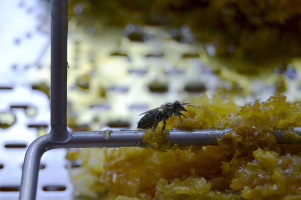 Gota de miel de abeja goteando de panales hexagonales llenos de néctar dorado. Honeycoms composición de verano que consiste en la gota de miel natural, goteo en la cera marco de la abeja. Gota de miel de abeja goteando en panales. - Foto, imagen