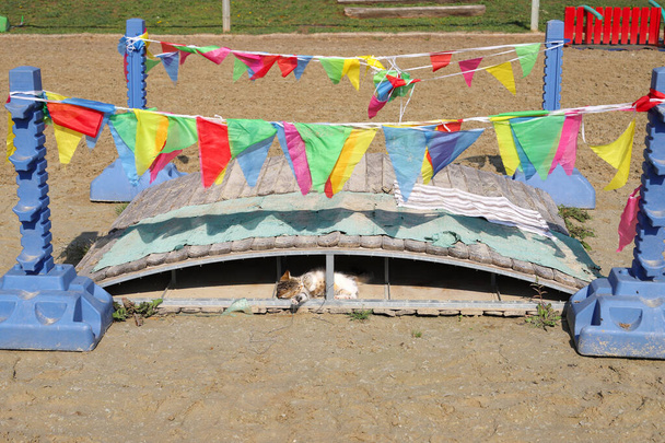Un chat de grange profitant du soleil sur le terrain d'équitation à l'extérieur en été - Photo, image