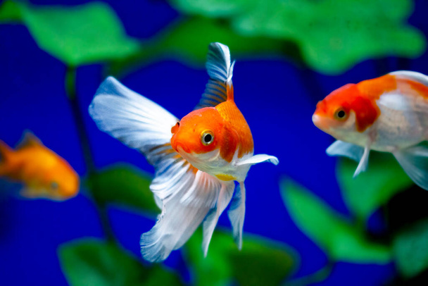 Goldfish in aquarium - carassius auratus - Photo, Image