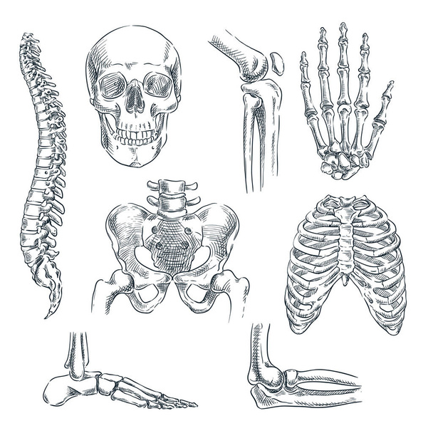 Ανθρώπινος σκελετός, οστά και αρθρώσεις. Vector σκίτσο απομονωμένη εικόνα. Σετ συμβόλων ανατομίας ζωγραφισμένων στο χέρι. - Διάνυσμα, εικόνα