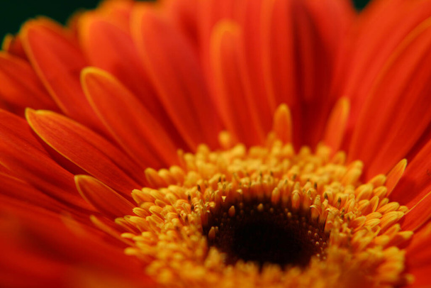 very beautiful bright orange flower in macro - Foto, Imagen