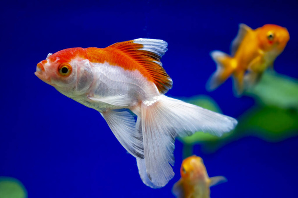 Pesci rossi in acquario - carassius auratus - Foto, immagini