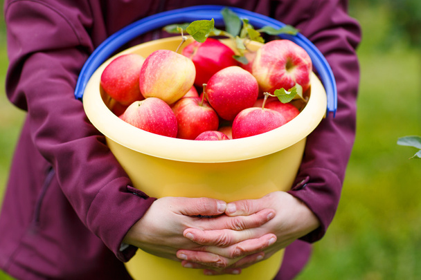 κίτρινο κουβά με κόκκινα μήλα ώριμα από το Περιβόλι . - Φωτογραφία, εικόνα