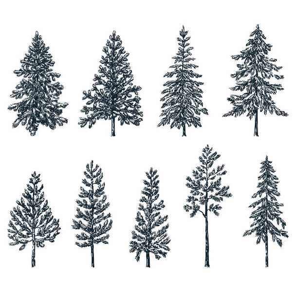 Dennen- en sparrenbomen. Vector schets illustratie. Handgetekende vormgevingselementen van bos en natuur. - Vector, afbeelding