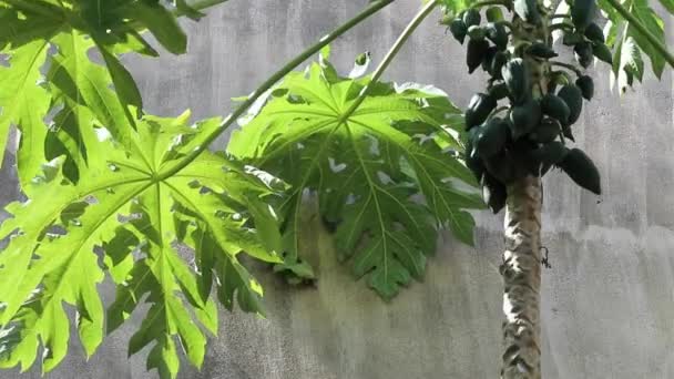 Carica papaya de pie junto a una pared de hormigón gris balanceándose maravillosamente en una brisa con un montón de frutas verdes jóvenes, también conocidas como papaya, papaw o pawpaw. - Metraje, vídeo