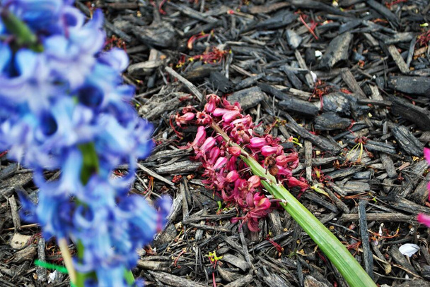 Fiore di giacinto che muore e marcisce in autunno - Foto, immagini