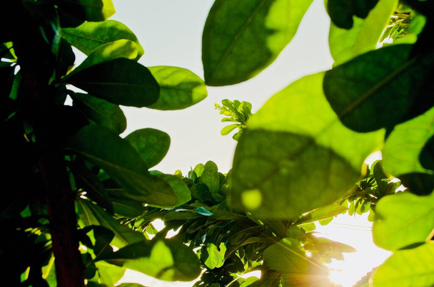 Εστίαση στο φωτισμό μεταξύ των πράσινων φύλλων σε θολή σκούρο πράσινο φύλλα φόντο, επιλεκτική εστίαση. - Φωτογραφία, εικόνα