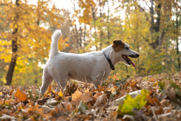 Jack Russell terriër hond met veel gele en rode herfst bladeren rond. Hondenwandeling in het park tijdens de herfst - Foto, afbeelding