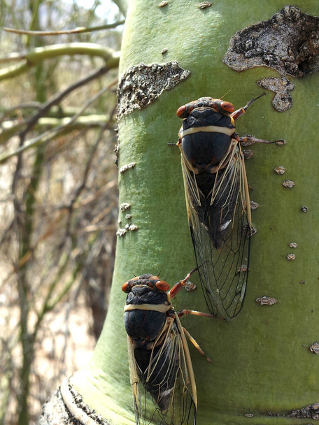 Arizona Palo Verde Ağacı 'nda bir çift ağustos böceği. - Fotoğraf, Görsel
