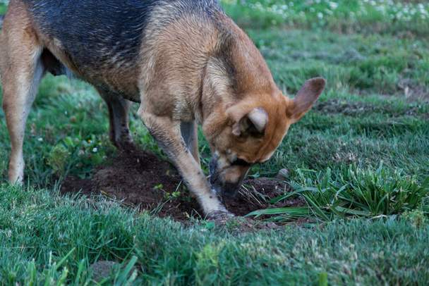 Ein großer Hund gräbt auf der Suche nach einem Spaziergänger aggressiv ein Loch in einem grünen Hof. - Foto, Bild