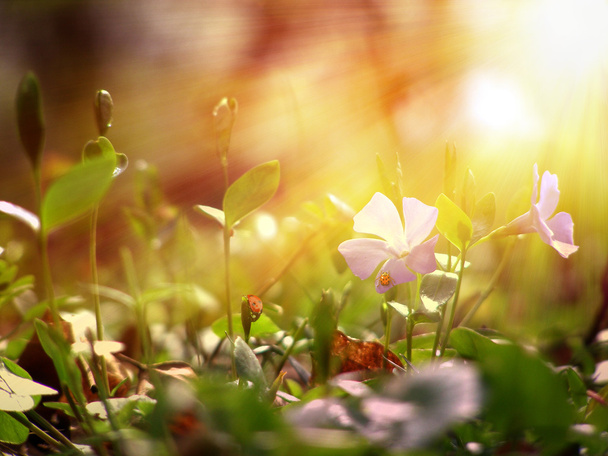 Flor selvagem sob o sol
 - Foto, Imagem
