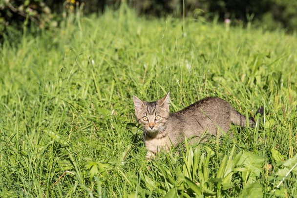 草の中で獲物を探している灰色の猫は - 写真・画像