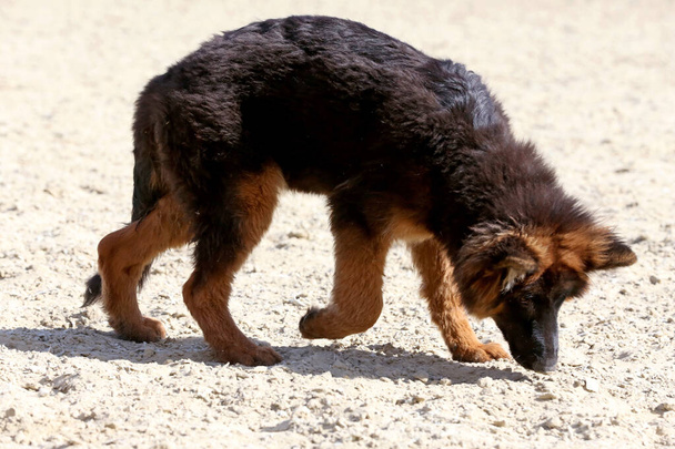 Портрет черного и загорелого длинноволосого щенка немецкой овчарки в клубе верховой езды летом - Фото, изображение
