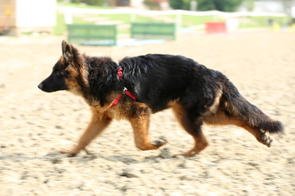 Photo d'un chien berger allemand à poils longs noir et bronzé pendant l'entraînement du cheval - Photo, image