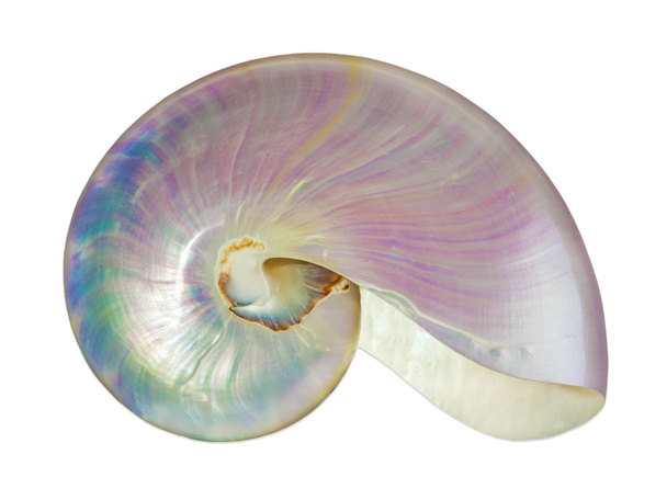  parel shell van een nautilus. - Foto, afbeelding