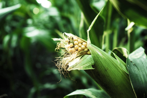 una spiga gialla di mais matura in un campo di grano 1 - Foto, immagini