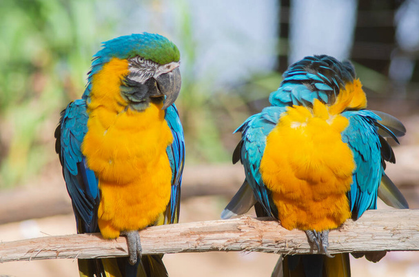Dvojice barevných macaws přistála na dřevěné tyči. - Fotografie, Obrázek