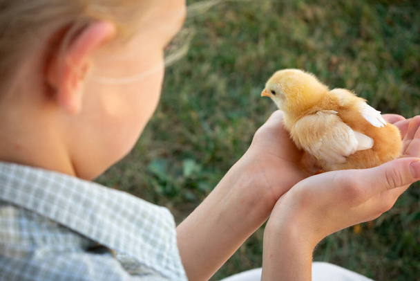 A child holding a chick - Foto, Bild