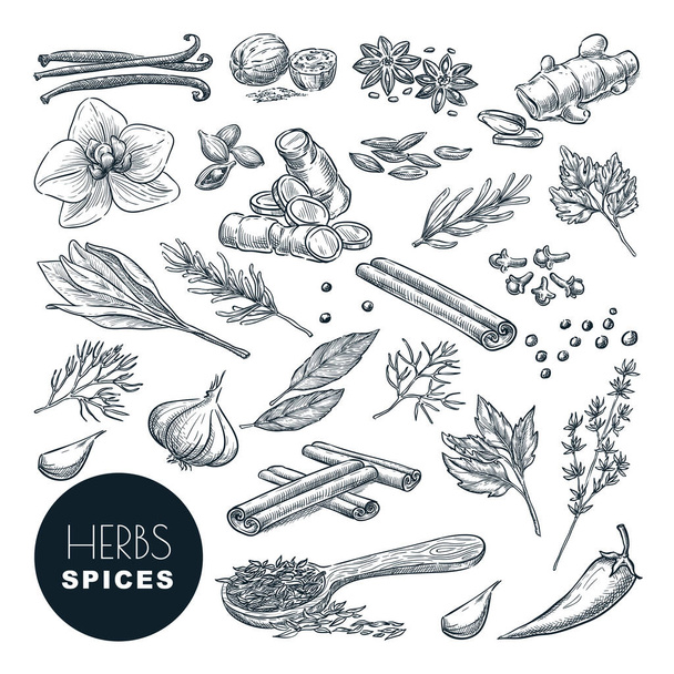 Spices and herbs set. Vector hand drawn sketch illustration, isolated on white background. Cinnamon, pepper, anise, clove, ginger, cooking icons and design elements. - Vector, Image