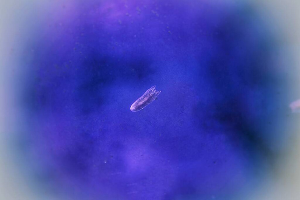 Редкое изображение плоского червя-призрака Мариколы (Planarian) в рифовом аквариумном стекле - Фото, изображение