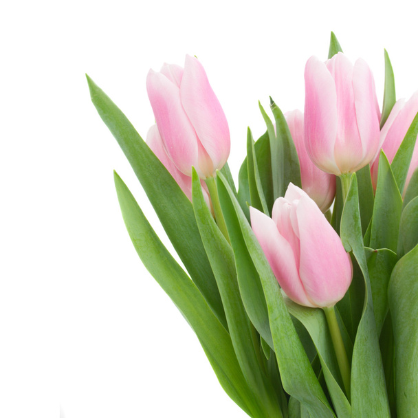 Pink   tulips close up - Photo, image