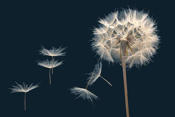 Семена одуванчика летают с цветка на темно-синем фоне. распространение ботаники и цветения - Фото, изображение