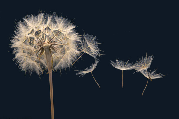 dandelion seeds fly from a flower on a dark blue background. botany and bloom growth propagation - Photo, Image