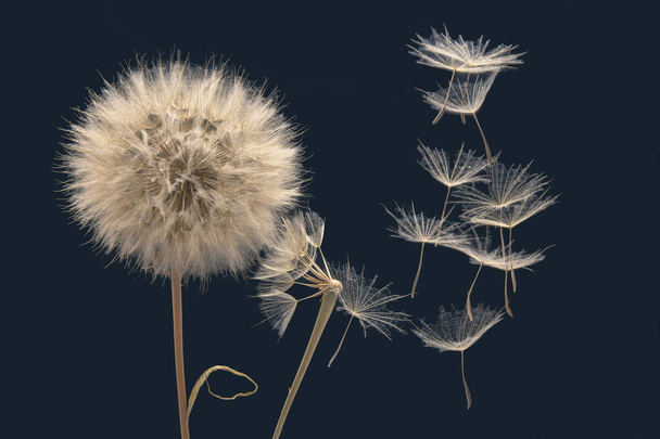 οι σπόροι πικραλίδας πετούν από ένα λουλούδι σε σκούρο μπλε φόντο. βοτανολογία και πολλαπλασιασμός της ανάπτυξης. - Φωτογραφία, εικόνα