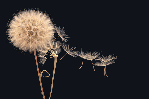 dandelion seeds fly from a flower on a dark blue background. botany and bloom growth propagation. - Photo, Image