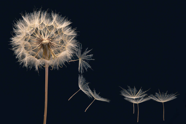 Семена одуванчика летают с цветка на темно-синем фоне. распространение ботаники и цветения - Фото, изображение