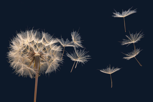 οι σπόροι πικραλίδας πετούν από ένα λουλούδι σε σκούρο μπλε φόντο. βοτανολογία και πολλαπλασιασμός της ανάπτυξης - Φωτογραφία, εικόνα