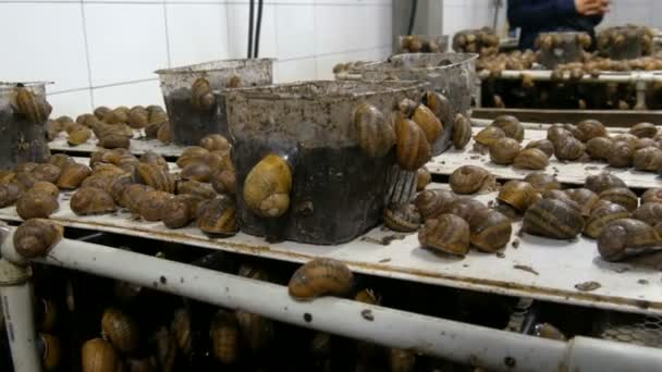 Zimna komora dla liczby ślimaków na farmie ślimaków, przysmak z dużą ilością zdrowego białka i użyteczny śluz w kosmetologii. Ślimaki czołgające się po ziemi i pudełka - Materiał filmowy, wideo