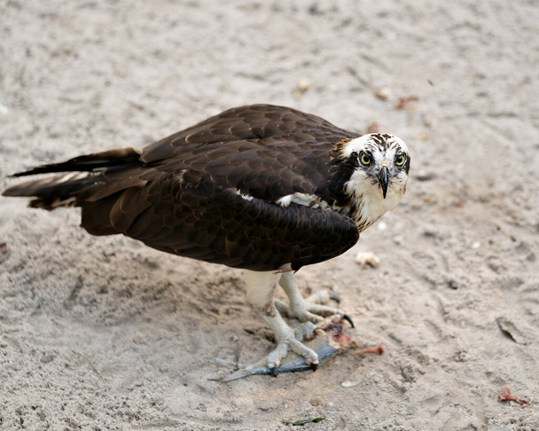 Osprey close-up profile view looking at the camera with a fish in talons displaying its brown plumage head, talons with a sand background in its habitat and environment. - 写真・画像