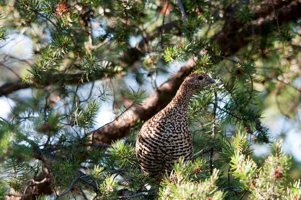 Profil rapproché de la perdrix perchée sur une branche d'arbre dans la forêt en automne montrant un plumage de plumes brunes dans son environnement et son habitat. - Photo, image