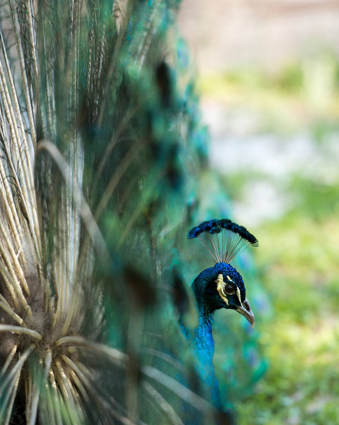 Peacock κεφάλι close-up άποψη πλευρά, το όμορφο πολύχρωμο πουλί με φόντο θαμπάδα. - Φωτογραφία, εικόνα