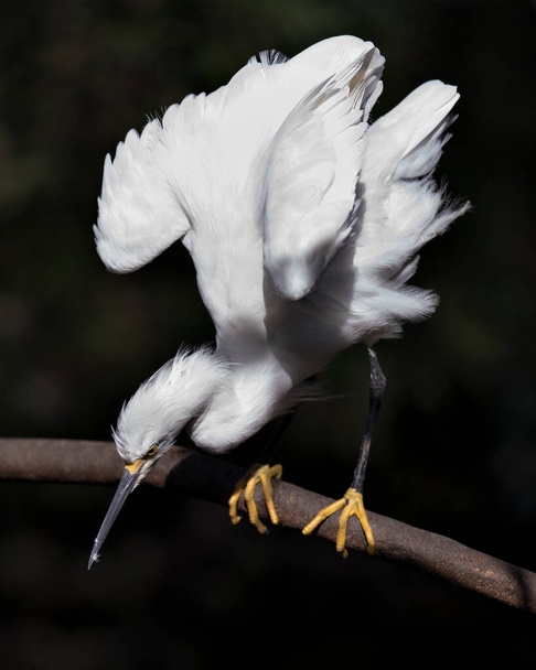 Snowy Egret close up profile view perched on branch displaying white angelic feathers plumage, fluffy plumage, head, beak, eye, feet in its environment and surrounding with a black contrast background  - Photo, image