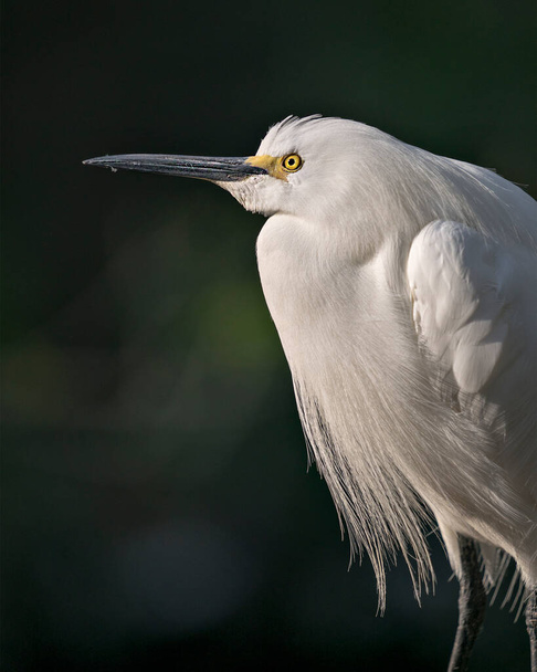 Snowy Egret  head close-up profile view with blur background displaying white feathers, head, beak, eye, fluffy plumage, in its environment and habitat. - Photo, image