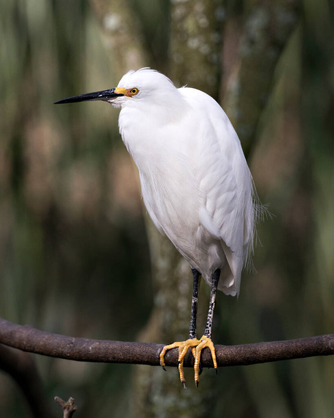 Snowy Egret close up profile view perched with a blur background   displaying white feathers plumage, fluffy plumage, head, beak, eye, feet in its environment and surrounding. - Фото, изображение