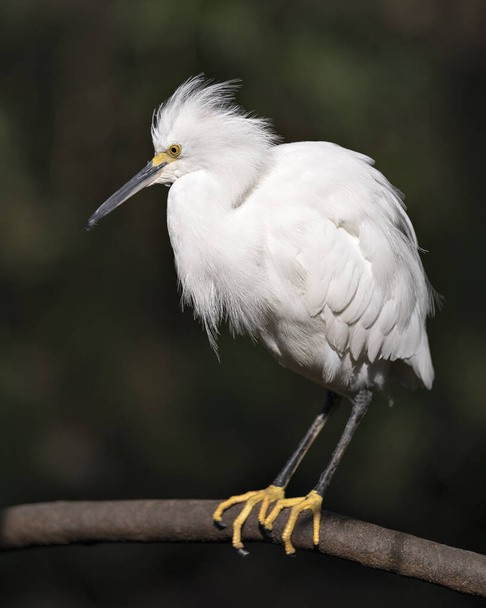 Snowy Egret close up profile view perched on branch displaying white feathers plumage, fluffy plumage, head, beak, eye, feet in its environment and surrounding with a black contrast background. - 写真・画像
