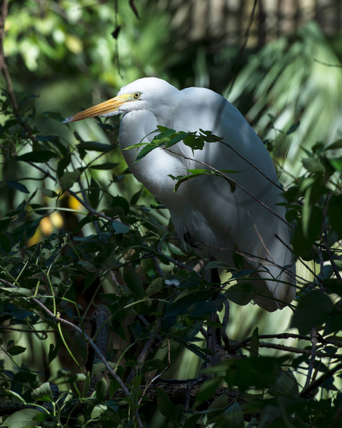 Nagy Fehér Heron ültetett megjelenítve fehér toll tollazat, szárnyak, test, fej, csőr, szem, fehér tollazat a környezet és az élőhely. - Fotó, kép