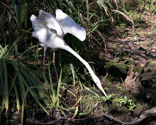 White Heron lähikuva profiili näkymä paistattelu auringonvalossa näyttää sen valkoinen plumage, runko, pää, silmä, nokka, pitkä kaula, jossa lehtien tausta ympäristössään ja elinympäristössään. - Valokuva, kuva