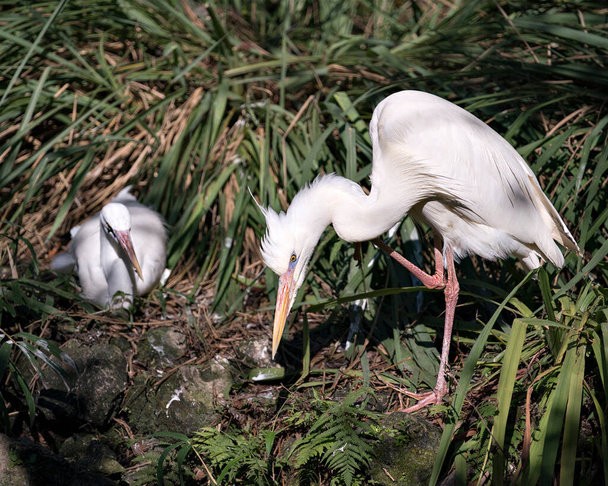 Fehér Heron madarak közelkép profil nézet kölcsönhatásba lépnek, és bemutatja a fehér tollak tollazat, szervek, fejek, szemek, csőr, hosszú nyakú, a lombozat háttér környezetükben és élőhelyükön. - Fotó, kép