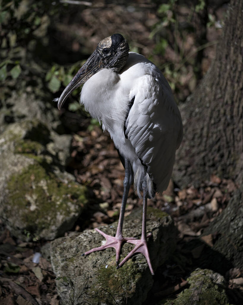 Wood stork standing on moss rocks  its exposing its body, head, eye, beak, long neck, white and black plumage in its environment and habitat. - Zdjęcie, obraz
