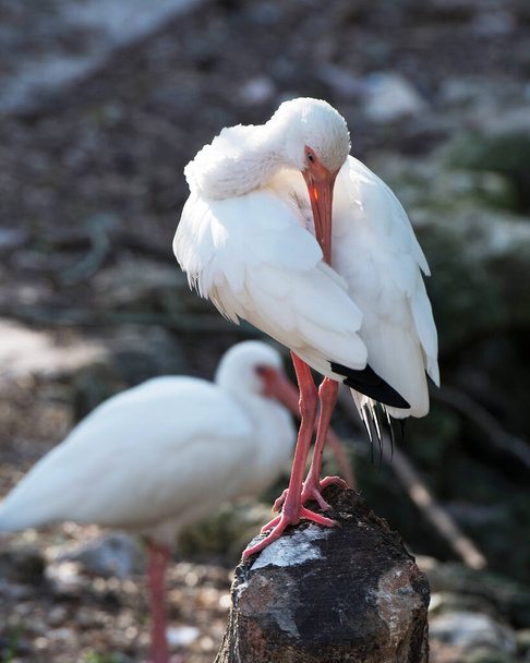 White Ibis close-up profile view standing on a log with blur background in its habitat and environment displaying white feather plumage, red bill legs and fluffy plumage. - Foto, imagen