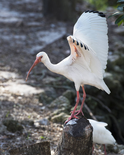 White Ibis with spread wings in its habitat and environment displaying spread wings, white feather plumage, body, long beak, long legs with a blur background. - Foto, imagen