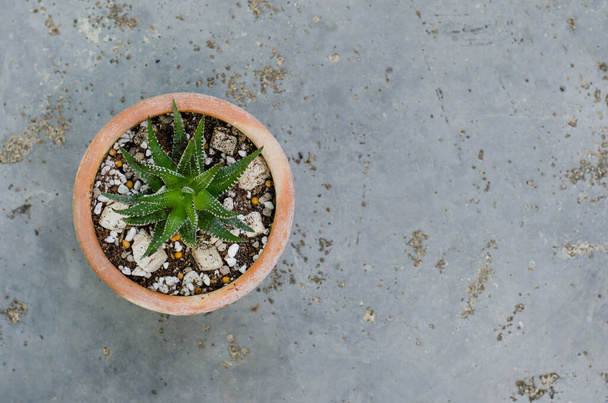 Little Cactus in Small Pottery Pot. - Photo, Image