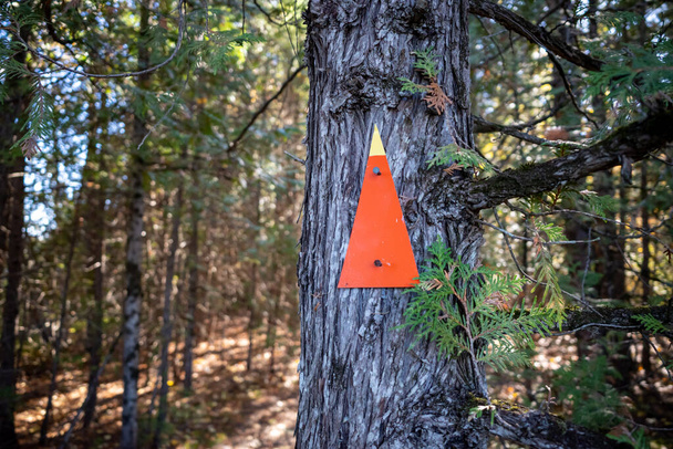 Un segnavia arancione freccia è inchiodato ad un albero e punta dritto su un sentiero attraverso la foresta. - Foto, immagini