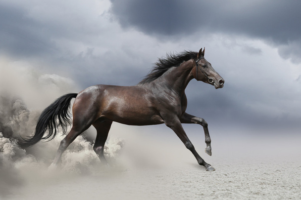 Коні в пустелі
 - Фото, зображення