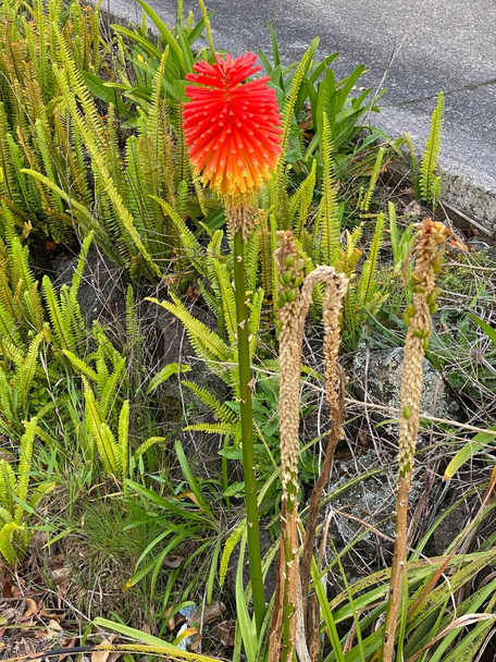 Photo of the flower of Kniphofia uvaria, a species of flowering plant in family Asphodelaceae, also known as tritomea, torch lily, or red hot poker, due to the shape and color of its inflorescence. - Photo, Image
